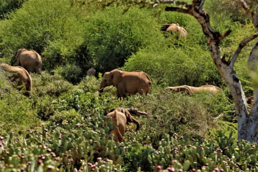 Turning Kenya’s Problematic Invasive Plants Into Useful Bioenergy ...