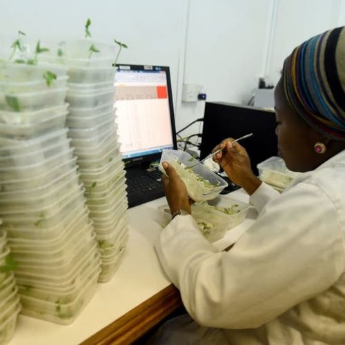 Scientist Kafayat Falana testing the viability of cowpea germinated seeds in a laboratory in Ibadan, southwest Nigeria.
PIUS UTOMI EKPEI/AFP via Getty Images