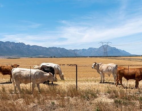 Cattle grazing on a farm near Tulbagh in the Western Cape, South Africa.
Peter Titmuss/Education Images/Universal Images Group via Getty Images