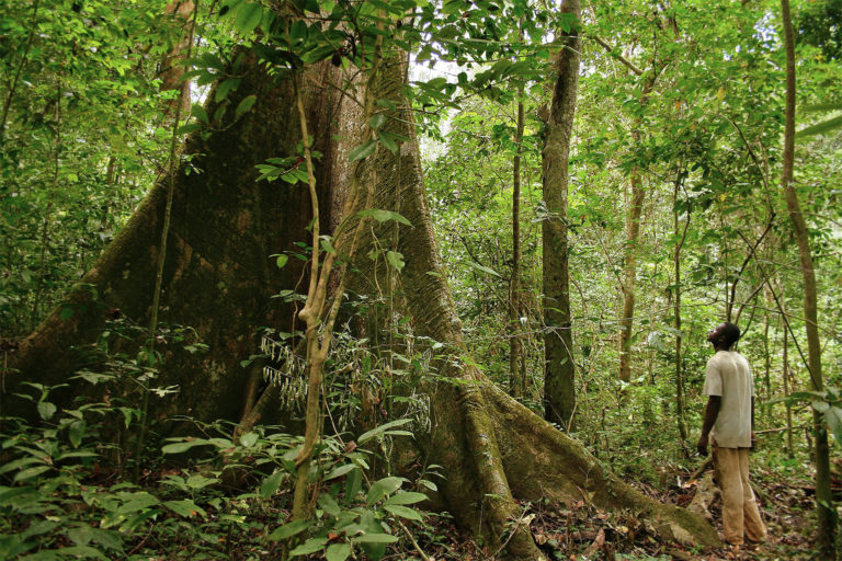 88% of Gabon is covered in tropical rainforest and the country has an average deforestation rate of less than 0.1%, making it a high-forest, low-deforestation (HFLD) country. Image by jbdodane via Flickr (CC BY-NC 2.0).