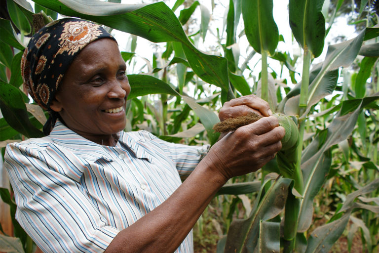 Wambui Mwihaki, a farmer from central Kenya, taking stock of her thriving maize crop following adoption of push-pull technology. Image by David Njagi.