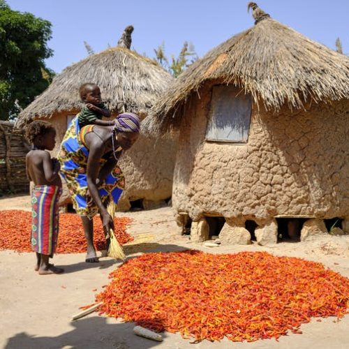 A woman drying red chillies outside her hut in Niger State, north central Nigeria.
Photo by Jorge Fernández/LightRocket via Getty Images