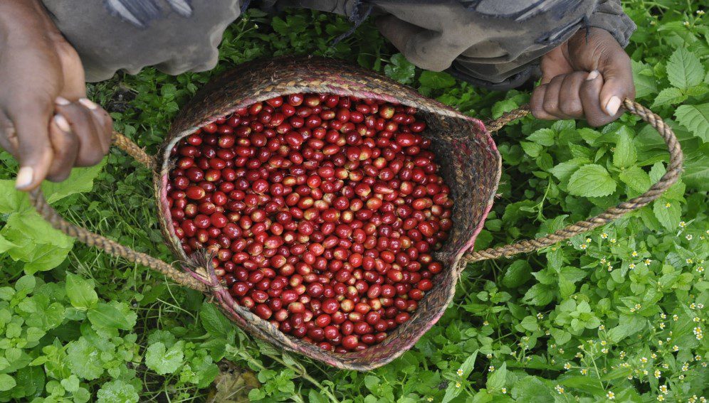 A farmer holding a basket of coffee beans. Copyright: Image by ningxin23minor from Pixabay