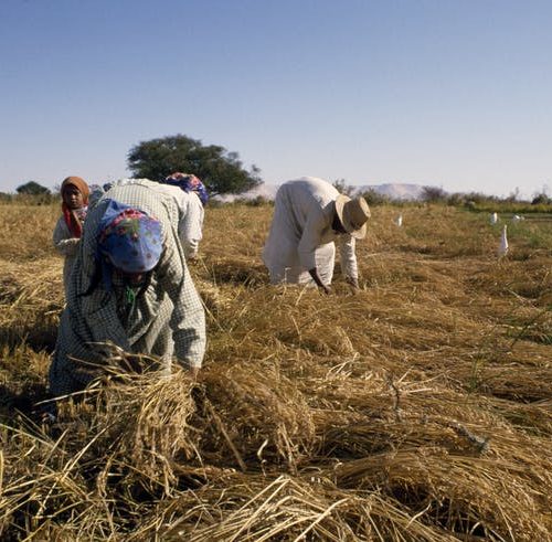 Farmers harvesting rice DeAgostini/Getty Images