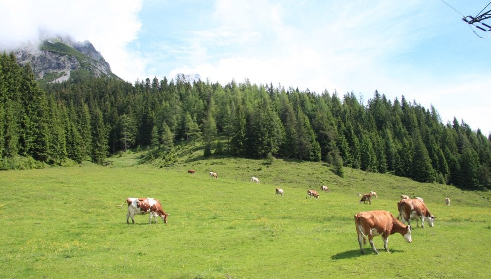 Livestock grazing Copyright: Image by Kurt Bouda from Pixabay