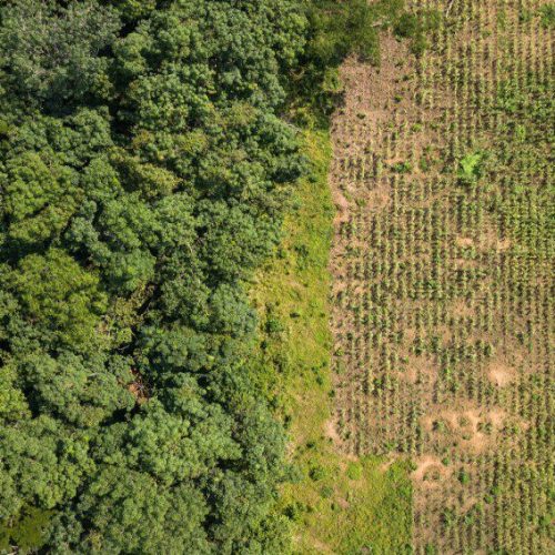 Build resilient food systems on existing farmland to save forests. Copyright: Axel Fassio/CIFOR, CC BY-NC-ND 