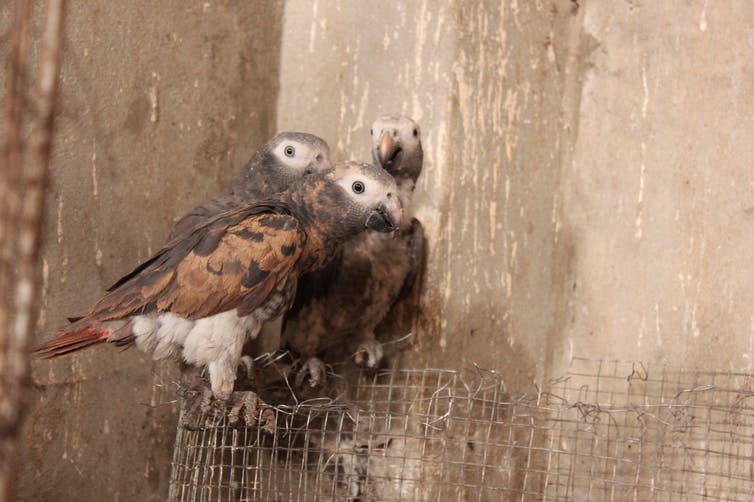 Endangered Timneh parrots in illegal trade in West Africa.
Rowan Martin/World Parrot Trust