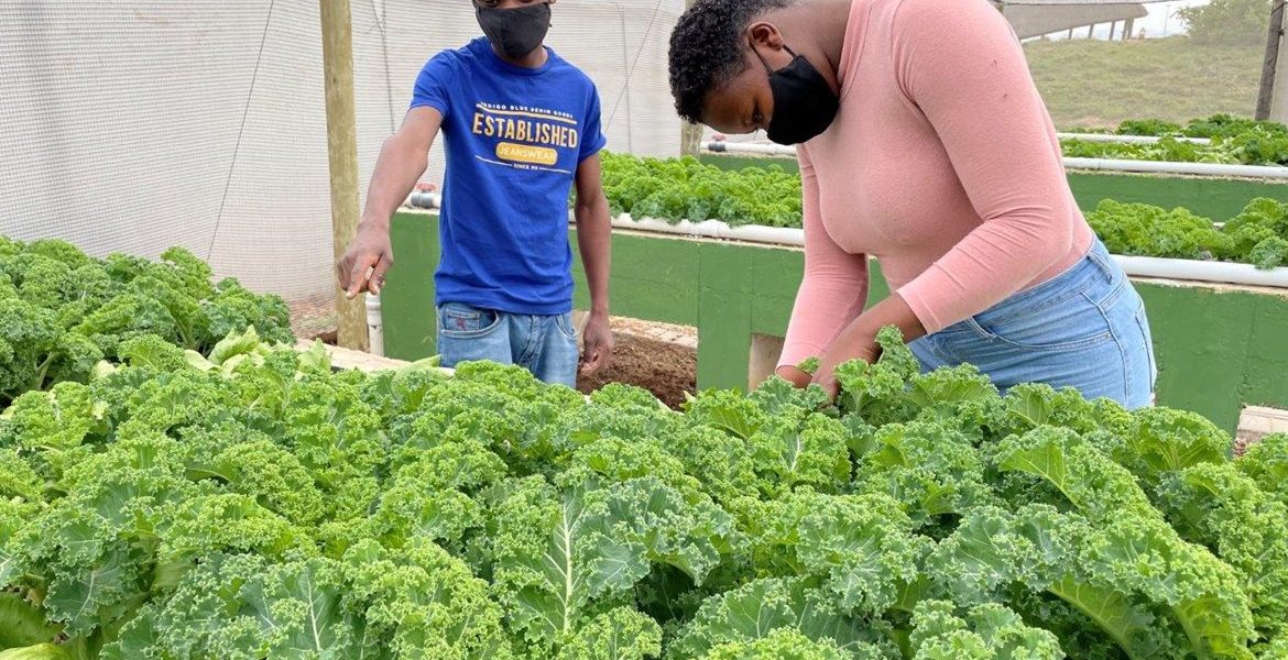 GREEN FINGERS: Nelson Mandela University agriculture students at work on the aquaponics project