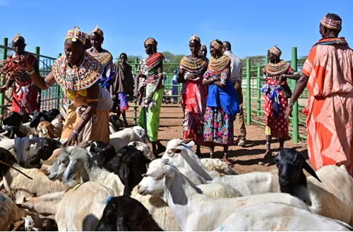 Livestock buyers and sellers should co-design markets to address common needs. Tony Karumba/AFP via Getty Images
