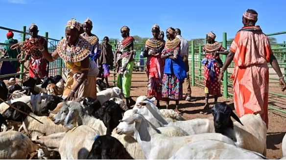 Livestock buyers and sellers should co-design markets to address common needs. Tony Karumba/AFP via Getty Images