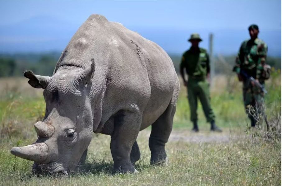 Najin, one of two northern white rhinos left in the world, grazes in a paddock in Kenya. Tony Karumba/AFP via Getty Images