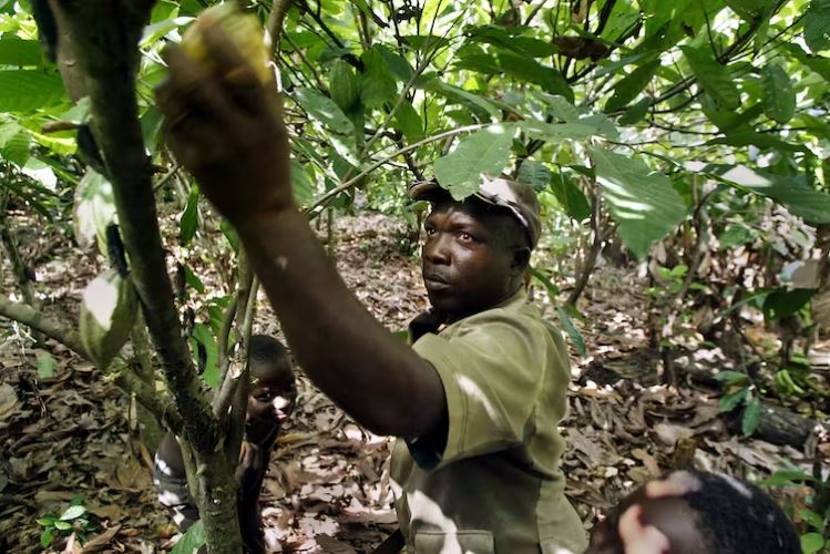 A man picks cocoa pods from a tree on his Côte d’Ivoire farm. Cocoa is a primary driver of deforestation. Ben Curtis, AP
