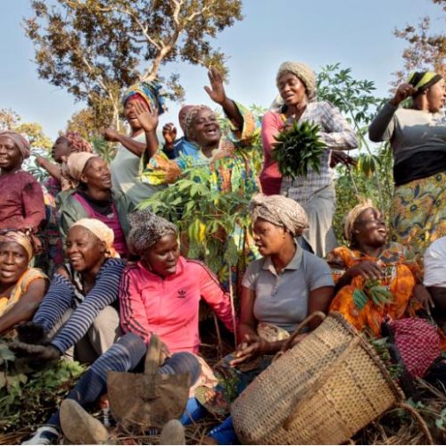 A women’s farming cooperative in the township of Yoko, Cameroon. Credit: UN Women/Ryan Brown.
