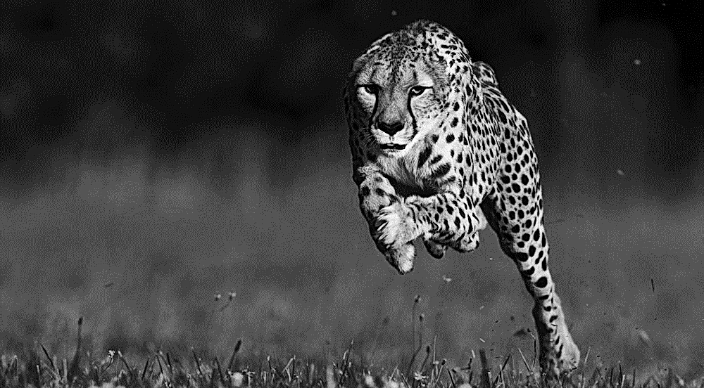 Cheetah in full stride in the savannah