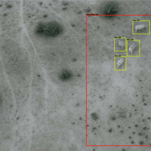 The team trained computers to recognize herd behavior based on data points for species classification and perform count. Credit: Tinao Petso