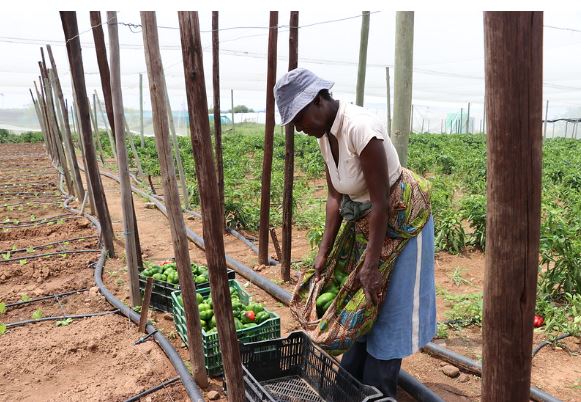 Lady in a farm in Botswana