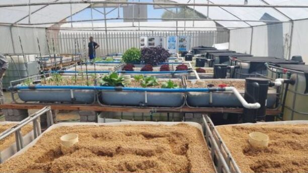 Can Aquaponics and Sandponics Combat Urban African Food Crisis?