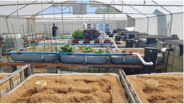 Captivating snapshots of Sandponics and Aquaponics in action at the Center for Ecological Intelligence site complex, University of Johannesburg, captured during a collaborative meetup between Team ACBA and CEI.